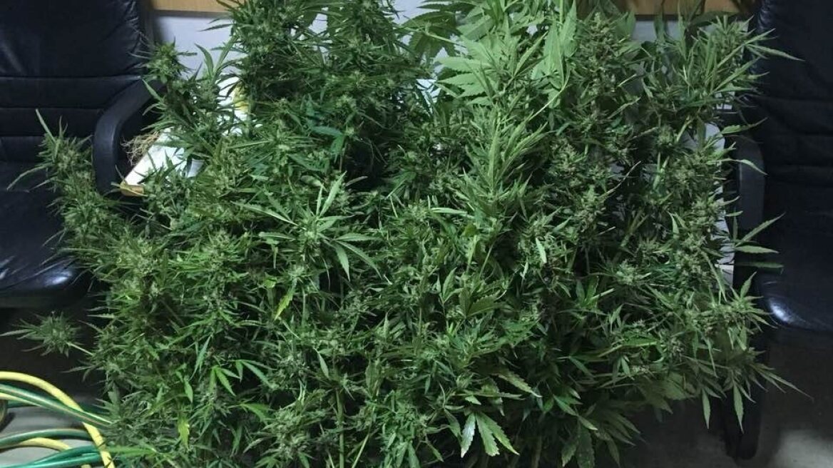  Γιαννιτσά: Σε ακατοίκητο σπίτι... καλλιεργούσε χασισοφυτεία