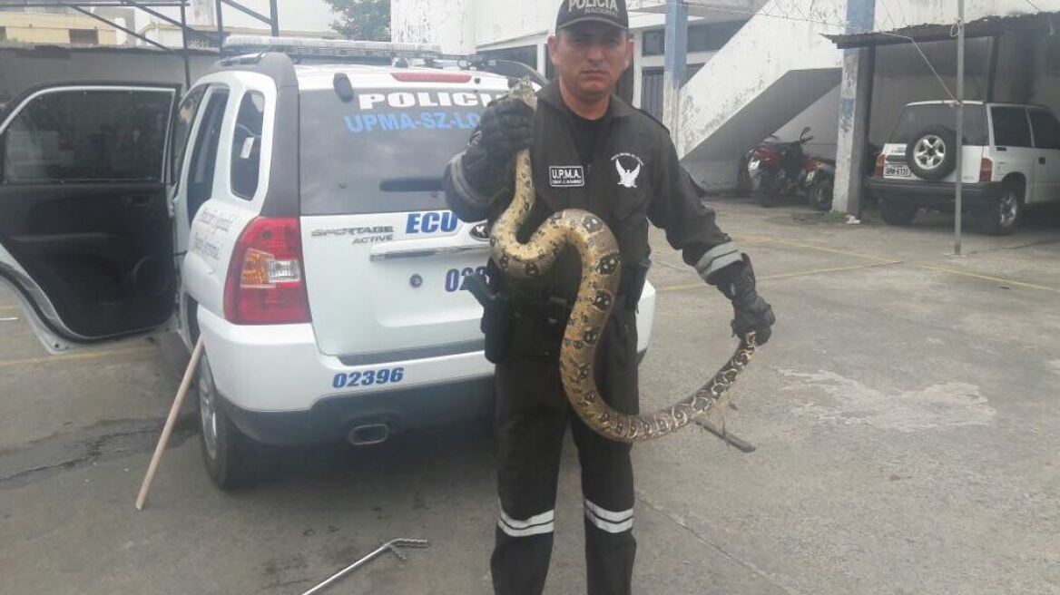 Παγκόσμια επιχείρηση της Interpol: Κατασχέθηκαν πύθωνες, κροκόδειλοι και χιλιάδες εξωτικά πουλιά