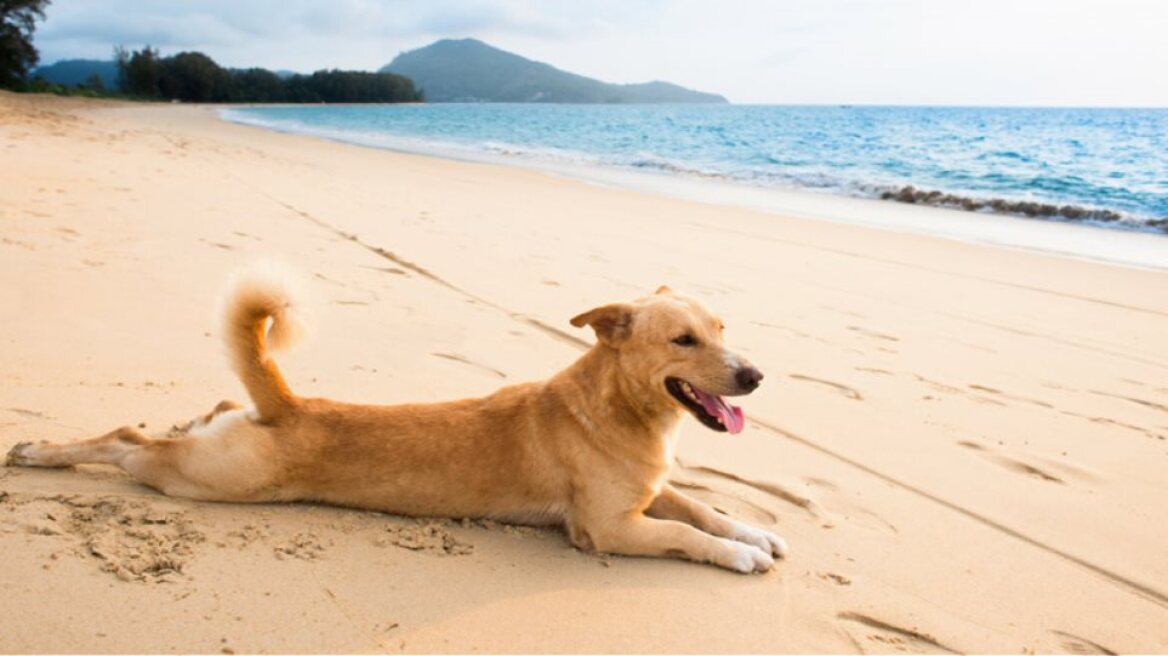 Νότια Κορέα: «Στοπ» στη σφαγή σκύλων για το κρέας τους