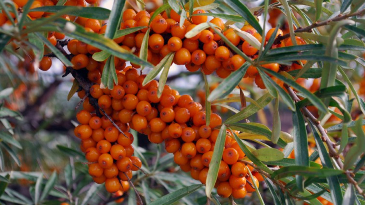 Κουίζ: Μπορείς να αναγνωρίσεις αυτά τα φρούτα/καρπούς;