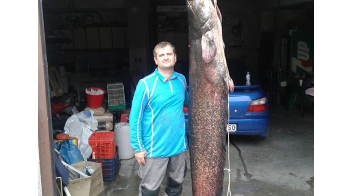 Ψαράς από το Βελβεντό έβγαλε ψάρι 84 κιλών!