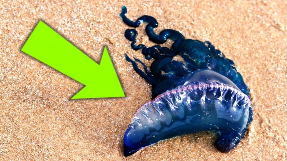 Αν ποτέ δείτε αυτό το πλάσμα στην παραλία, ζητήστε βοήθεια!