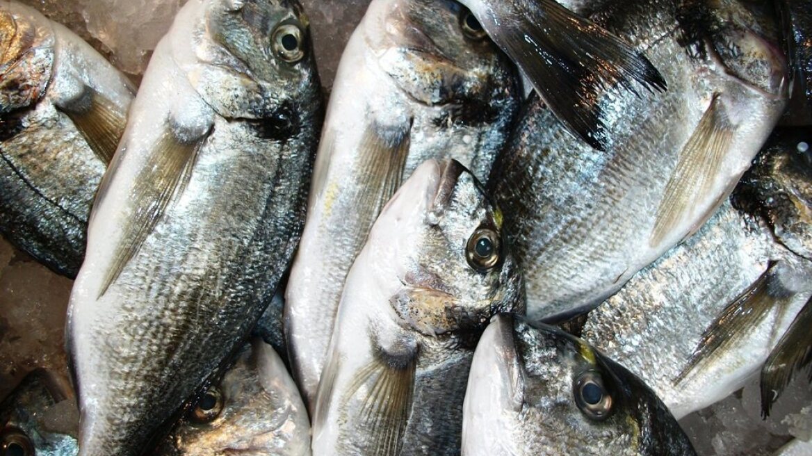 Αμφιλοχία: «Σήκωσαν» μισό τόνο τσιπούρες από ιχθυοκαλλιέργειες!