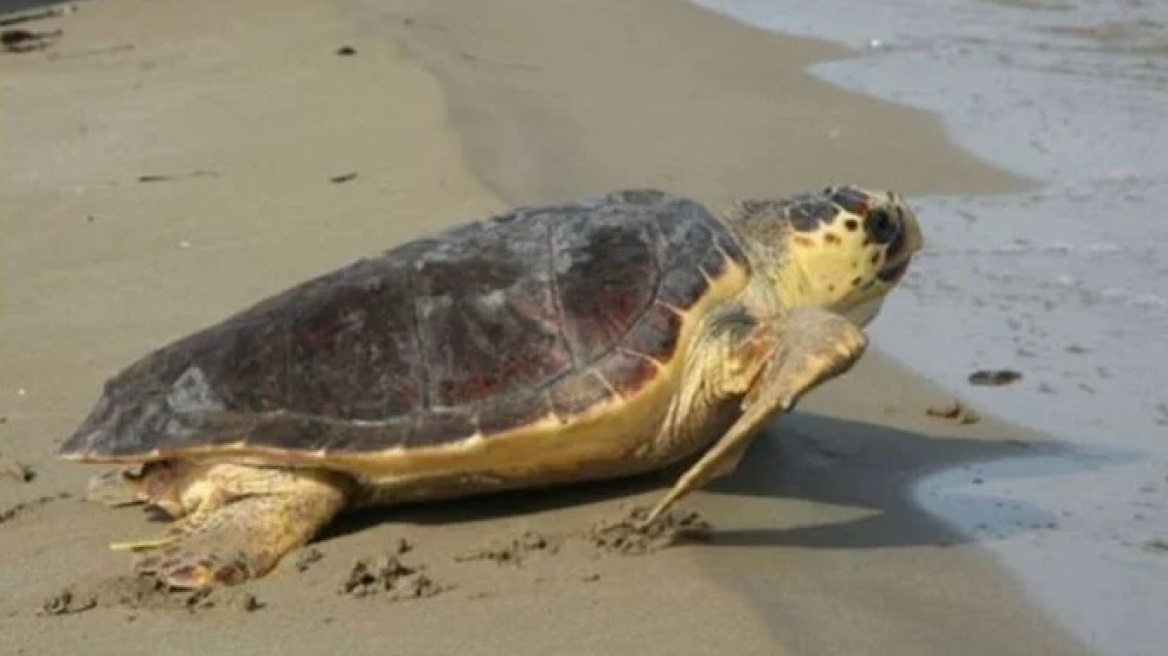 Κρήτη: Σε σοβαρή κατάσταση παραμένει η χελώνα καρέτα-καρέτα που βρέθηκε στη Σούδα