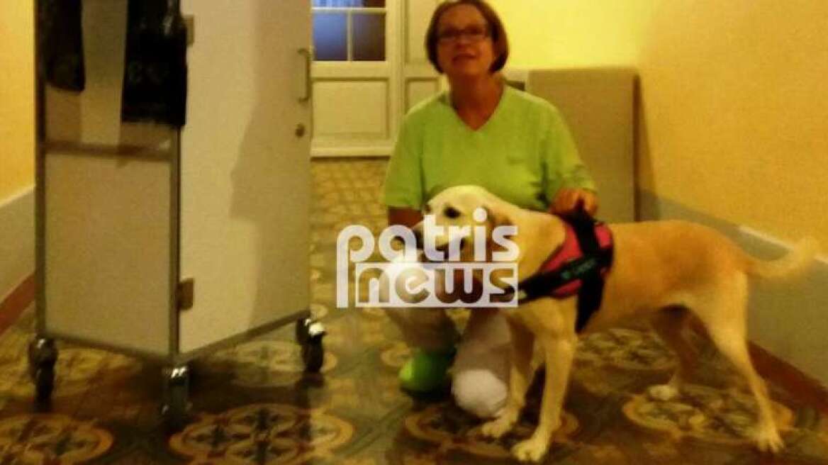 Πρώην αδέσποτο στον Πύργο έγινε σκύλος θεραπείας στην Ελβετία