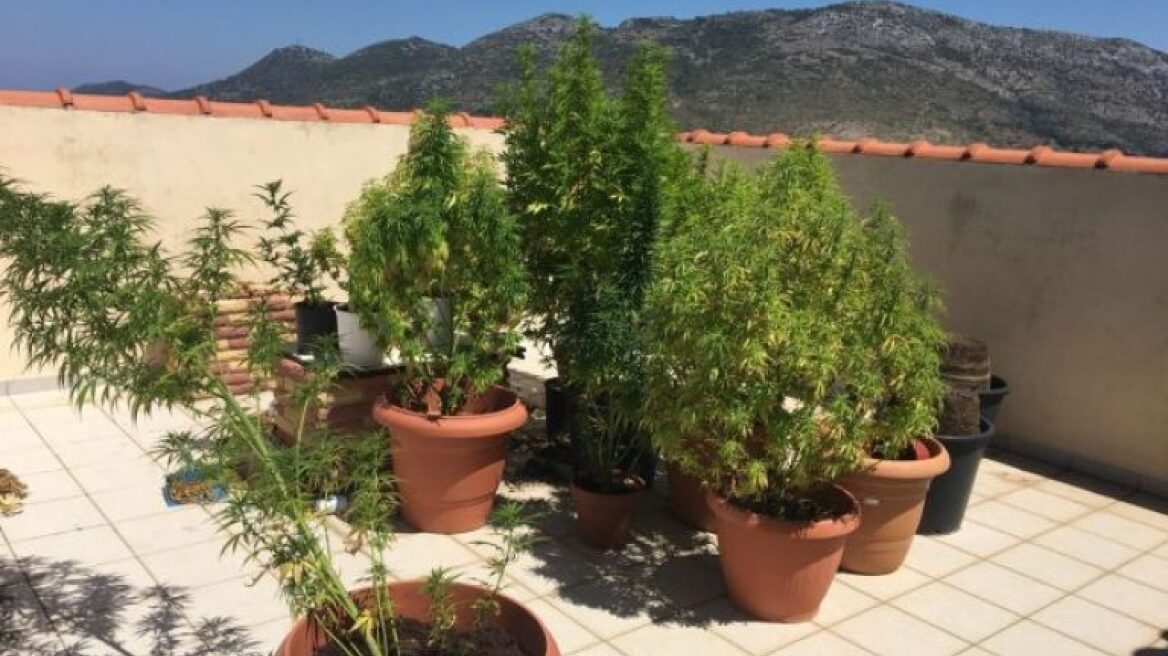 Χασισοκαλλιεργητής συνελήφθη με παράνομα όπλα στη Σάμο