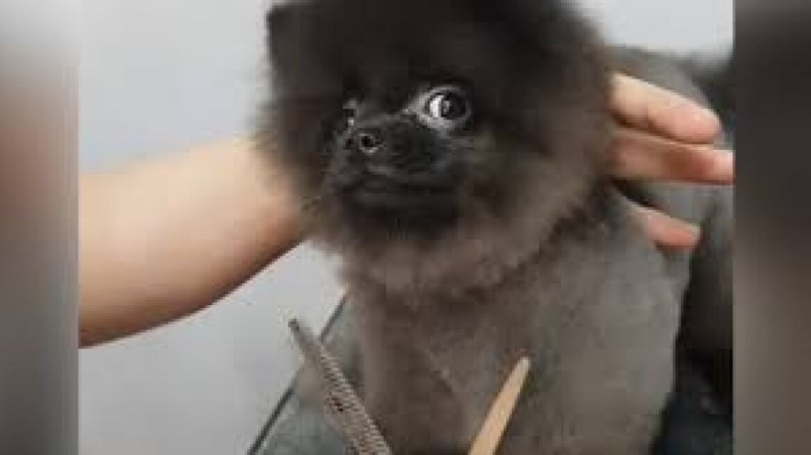 Δεν υπάρχει: Σκύλος απολαμβάνει το κούρεμα χορεύοντας!