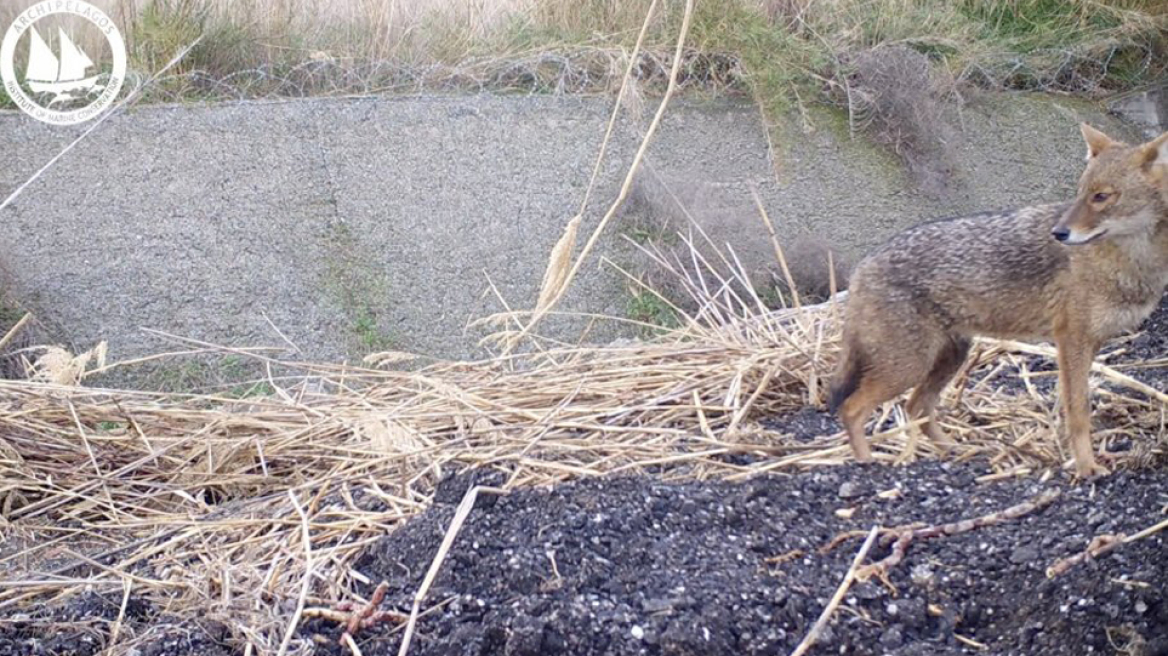 Αειφόρος Διαχείριση του Χρυσού Τσακαλιού στο Αεροδρόμιο Σάμου
