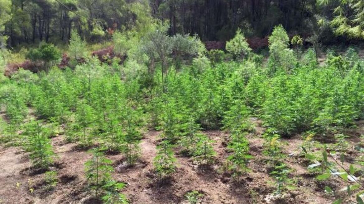 Τρίκαλα: Εκριζώθηκε φυτεία με 68 δενδρύλλια κάνναβης