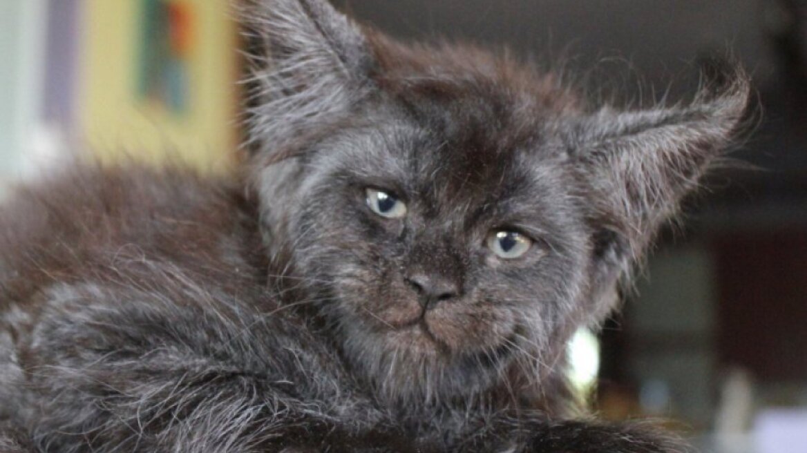 H ανθρωπόμορφη... γάτα