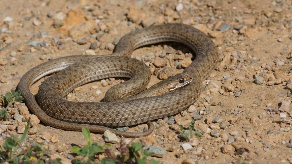 Πάτρα: Στο νοσοκομείο 6χρονο παιδί από δάγκωμα φιδιού