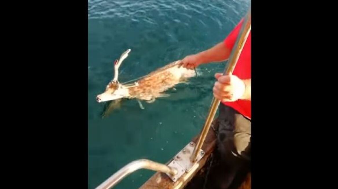 Βίντεο:  Ψαράς έσωσε ελάφι που βρέθηκε στη θάλασσα! 