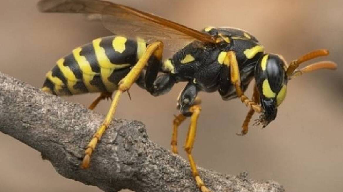 Πύργος: Άνδρας υπέστη έμφραγμα μετά από τσίμπημα σφήκας