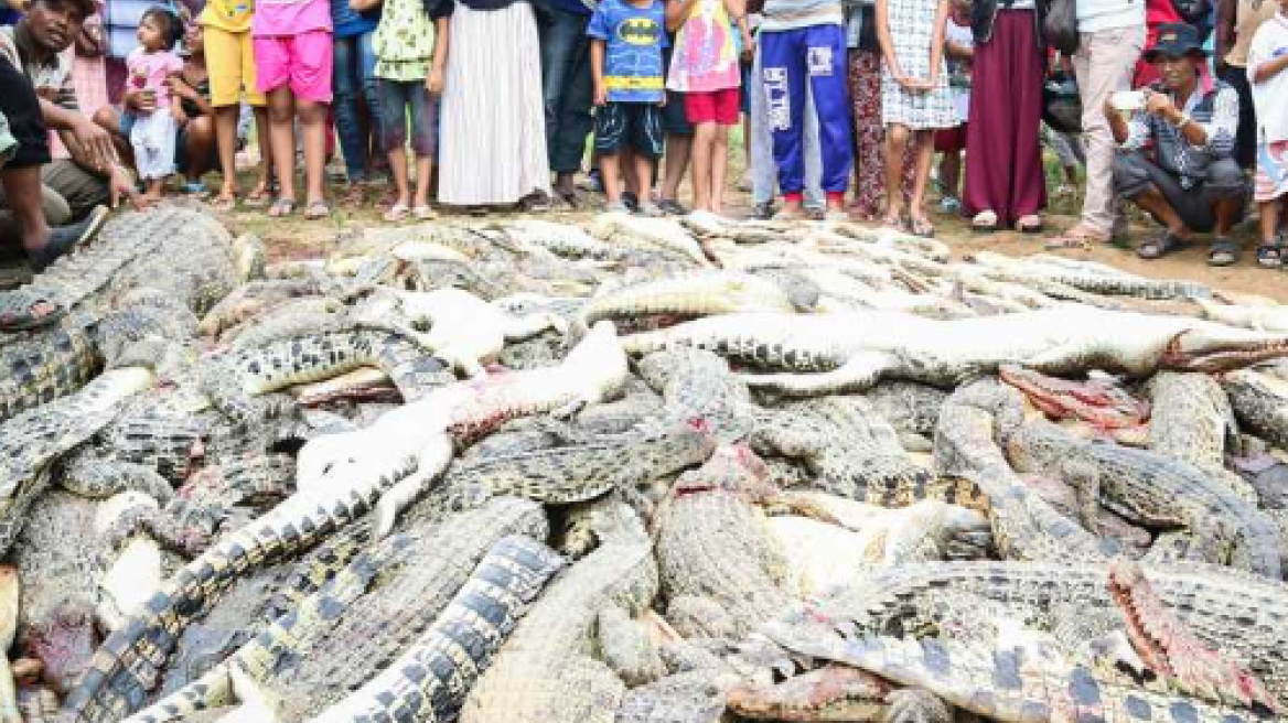 Ινδονησία: Ήθελαν να πάρουν εκδίκηση για συγχωριανό τους και σκότωσαν 292 κροκόδειλους