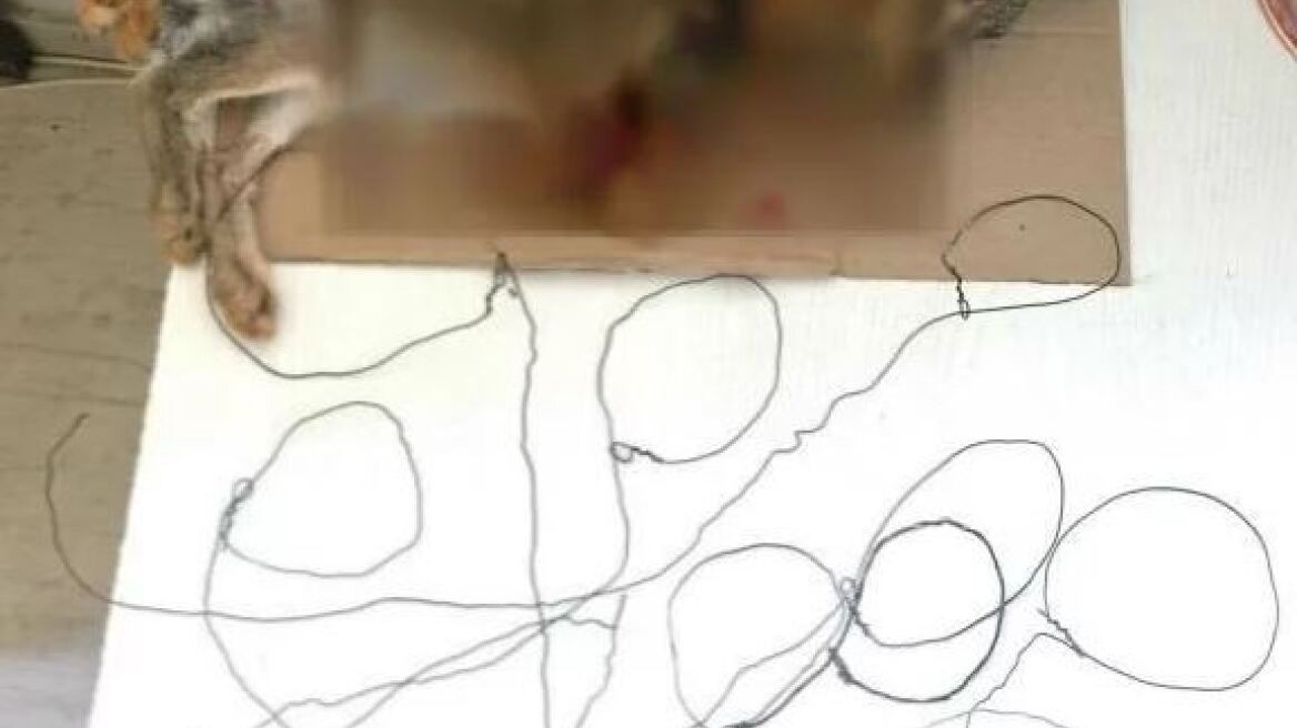 Κυνηγούσαν λαγούς με θηλιές στο Ρέθυμνο