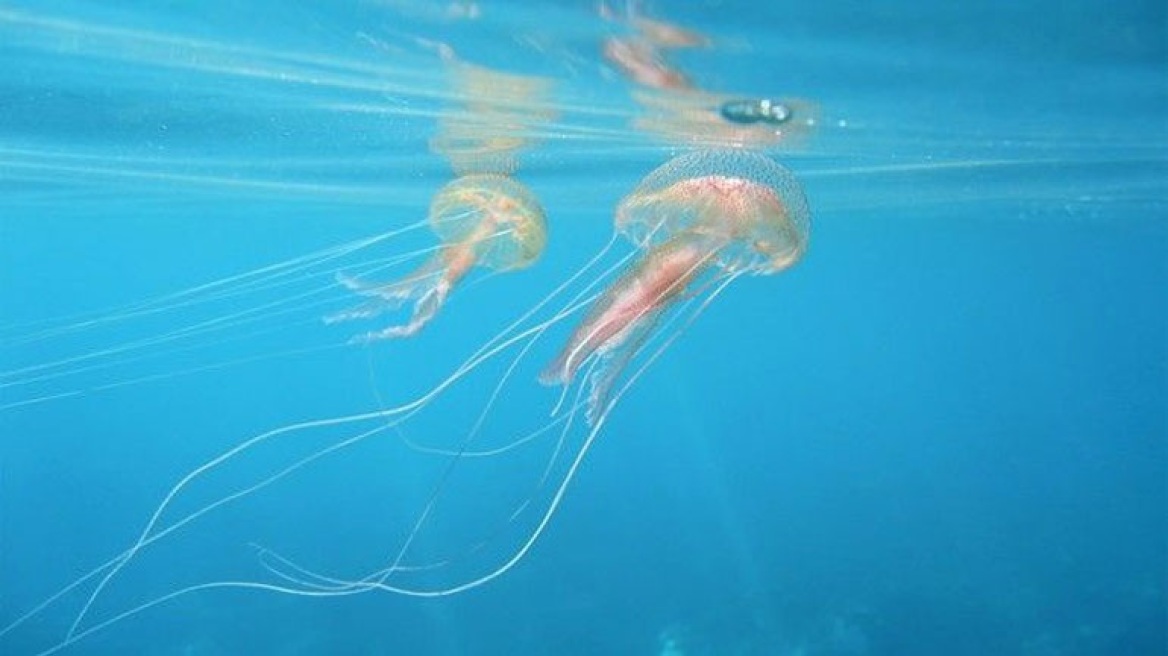 Τσούχτρες: Οι 26 παραλίες που είναι πιθανότερο να τις... συναντήσετε