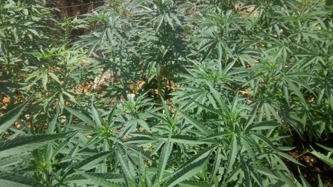 Κρήτη: Ελικόπτερο της ΕΛ.ΑΣ. εντόπισε τρεις νέες χασισοφυτείες