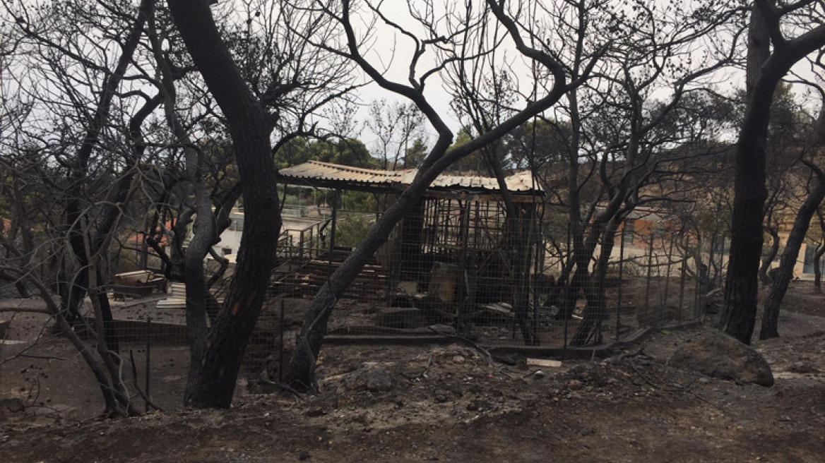 Φωτιά στην Κινέτα: Εικόνες βιβλικής καταστροφής και συγκλονιστικές μαρτυρίες για τον πύρινο εφιάλτη