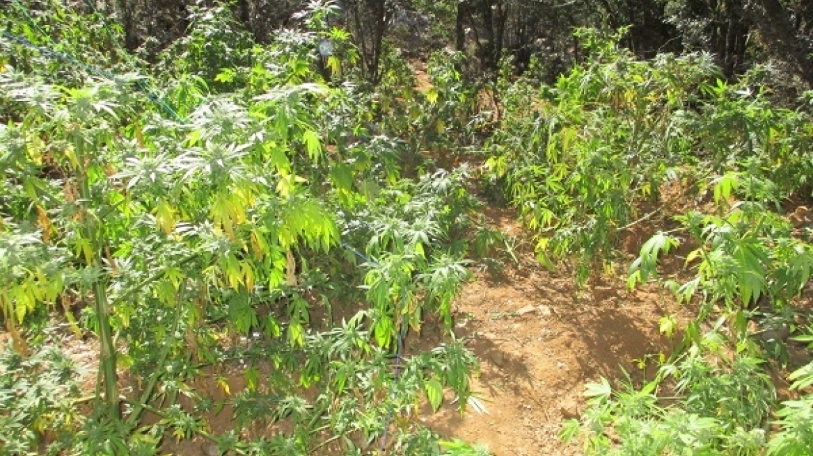 Κρήτη: Εντοπίστηκαν χασισόδεντρα που έφταναν μέχρι και τα τρία μέτρα