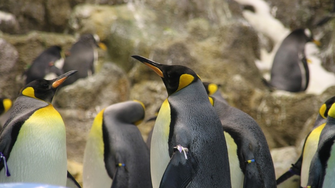 Δραματική μείωση του πληθυσμού των βασιλικών πιγκουίνων στην μεγαλύτερη αποικία τους