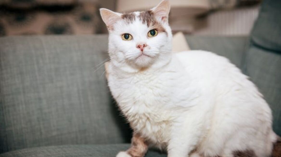 Ο Theo ανακηρύχθηκε μετά θάνατον «Βρετανός Γάτος της Χρονιάς»!