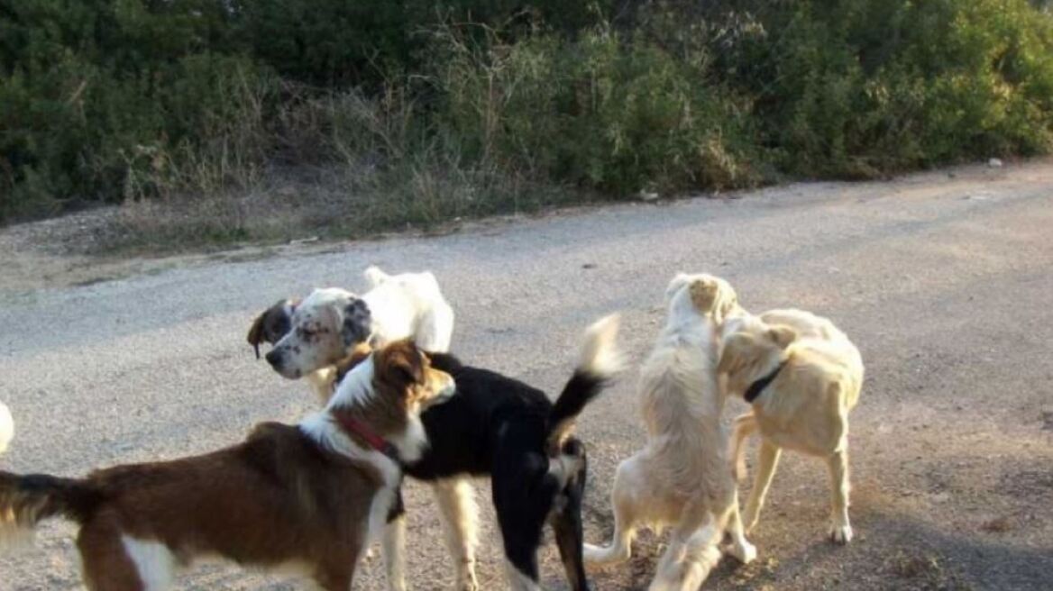 Φρίκη στην Τούμπα: Σκότωσαν κουτάβι με πυροβόλο όπλο!