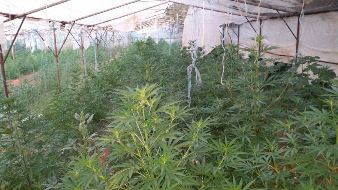 Εύβοια: Σε δέκα θερμοκήπια καλλιεργούσαν πάνω από 1.500 χασισόδεντρα!