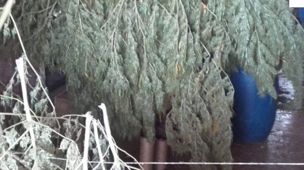 Αυλώνας: Έβγαλε 12 κιλά κάνναβης από φυτεία με 287 δενδρύλλια