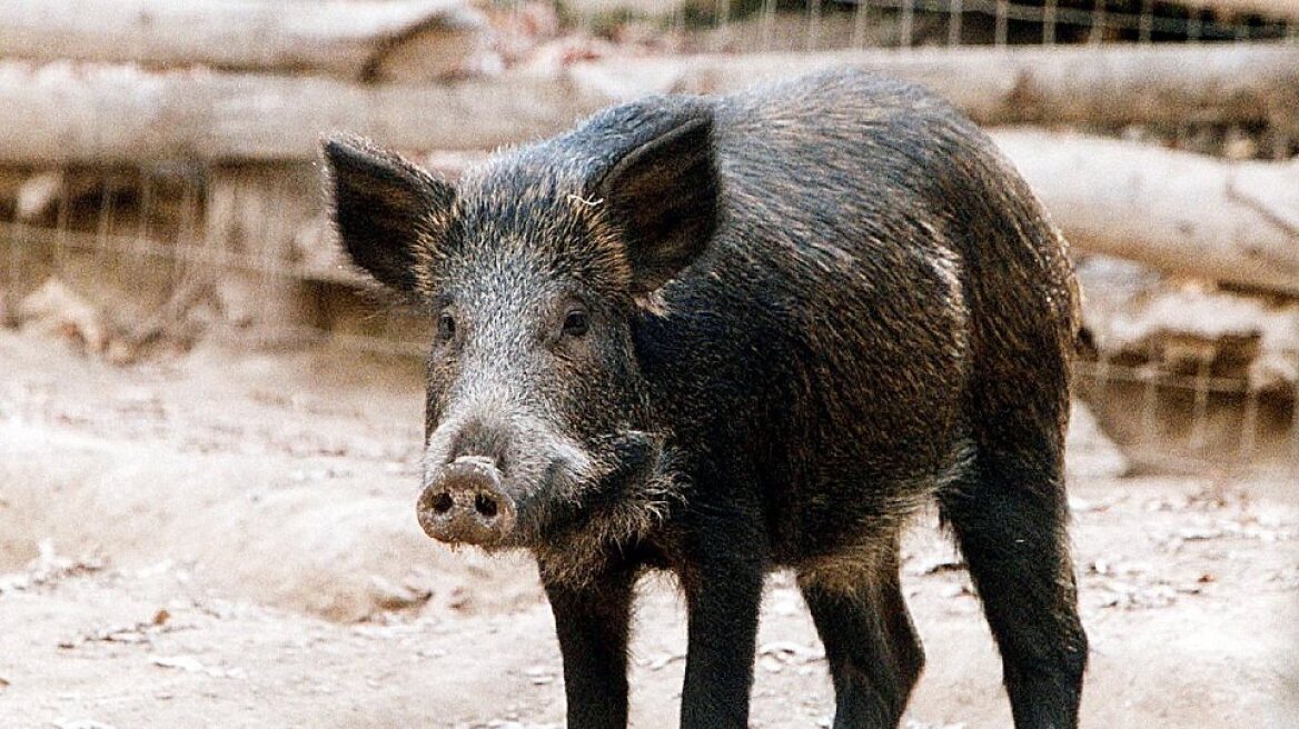 Κυνηγός θύμα... αγριογούρουνου στην Ελασσόνα!