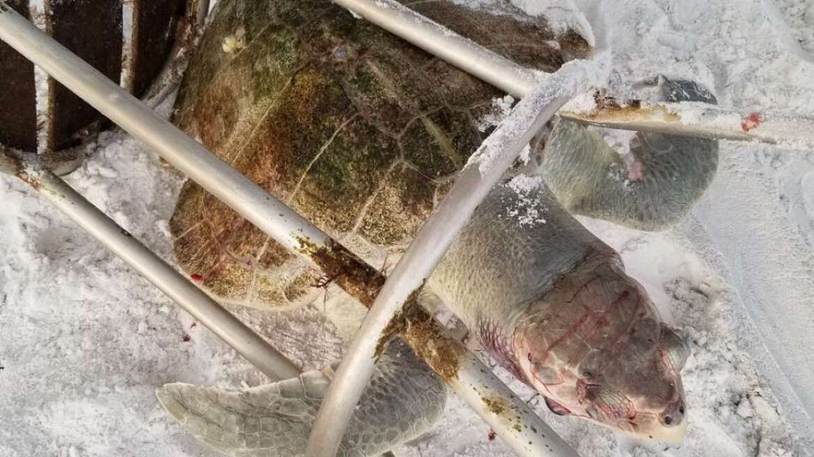 Φρίκη: Μία από τις πιο σπάνιες χελώνες του πλανήτη σκοτώθηκε από σκαμπό!