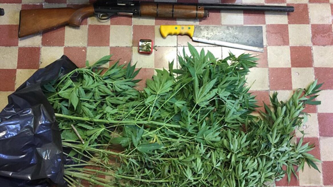 Χτύπησε τον πατέρα του και αποκαλύφθηκε η χασισοφυτεία 