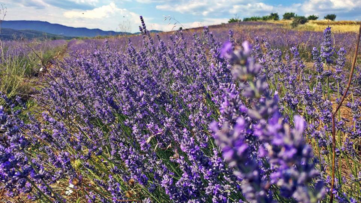 Ο Ασκός της Λεβάντας!