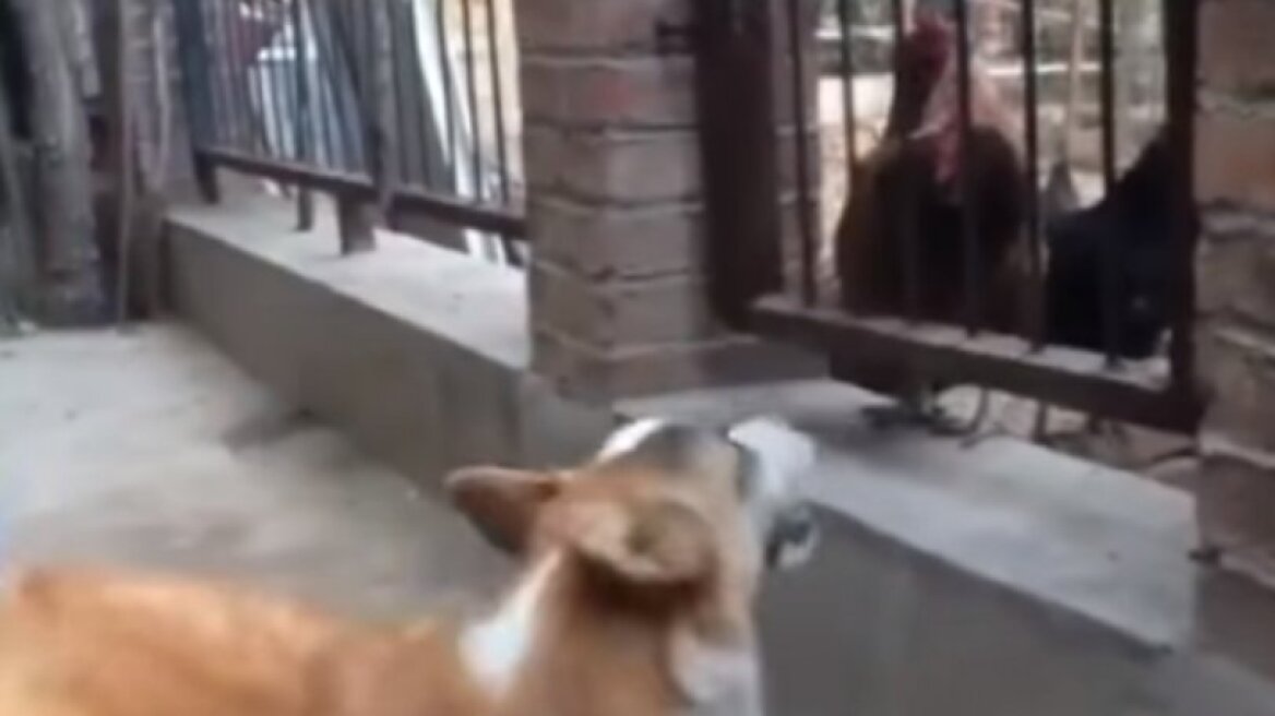 Σκύλος... τσαμπουκάς παίρνει το μάθημά του (vid)