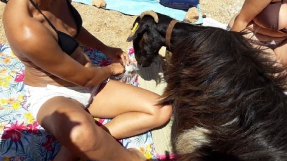 Κατσίκα «βολτάρει» σε παραλία της Κρήτης και γίνεται viral