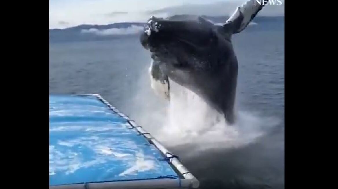 Αυτό είναι το πιο... δροσερό βίντεο: Φάλαινα κάνει... μούσκεμα τουρίστες στην Αλάσκα!