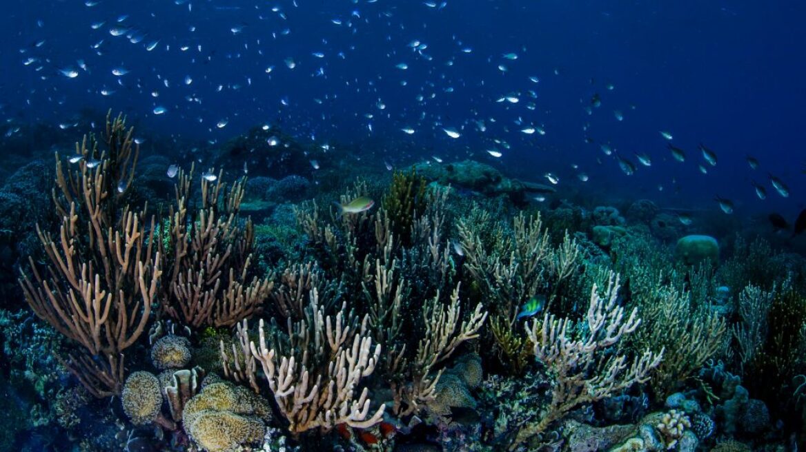 Γιγαντιαίος κοραλλιογενής ύφαλος ανακαλύφθηκε στα ανοιχτά της Νότιας Καρολίνας