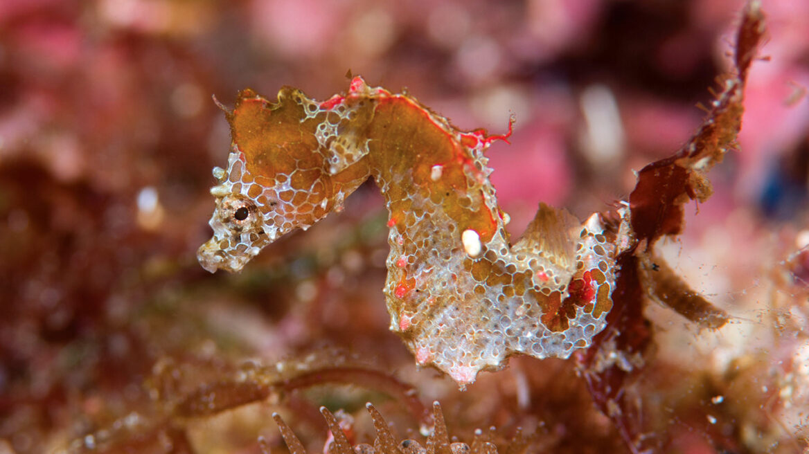 Japapigu: Νέο είδος ιππόκαμπου ανακαλύφθηκε στην Ιαπωνία