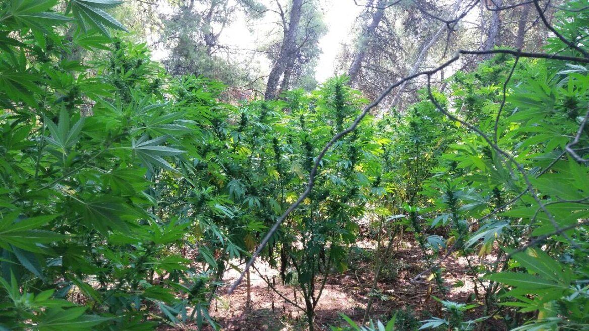 Νέα χασισοφυτεία σε πευκόφυτη δασική περιοχή στον Αυλώνα