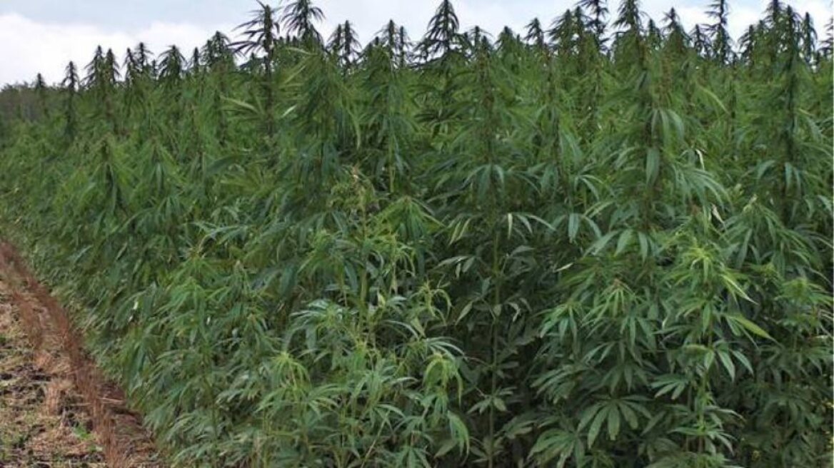 Συλλήψεις χασισοκαλλιεργητών σε Κιλκίς, Πρέβεζα και Ηλεία