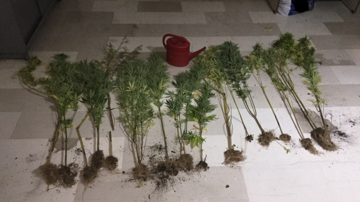 Ιωάννινα: Ανάμεσα στα δέντρα καλλιεργούσε και χασισόδεντρα