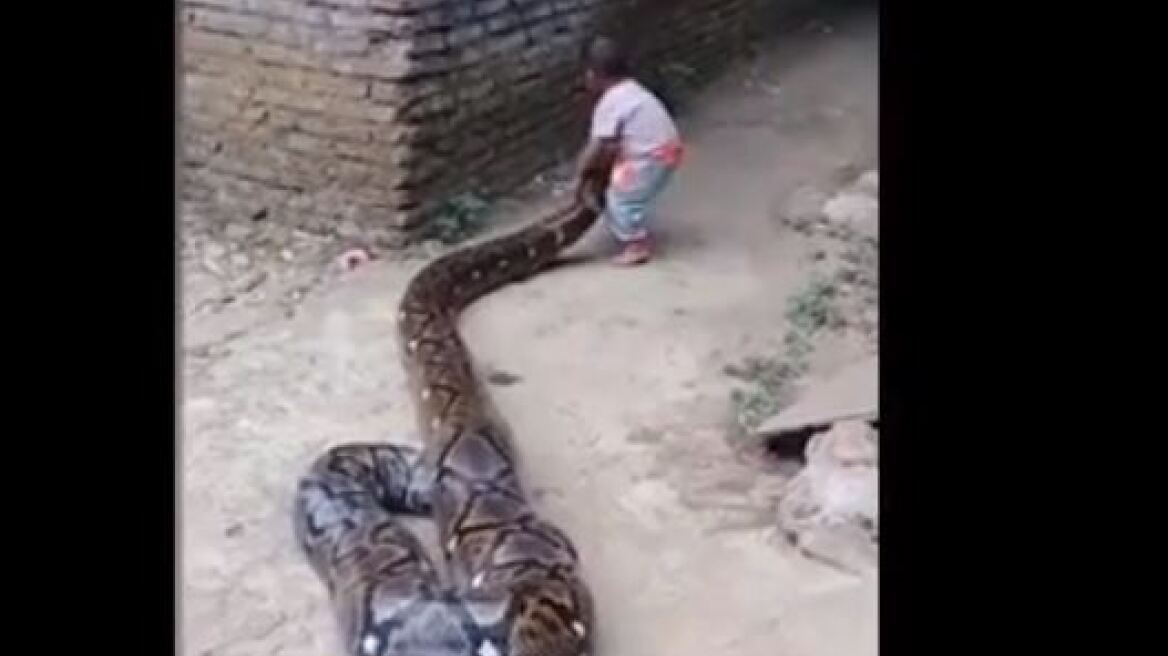 Βίντεο-σοκ: Μπόμπιρας... παίζει με πύθωνα εννιά μέτρων!