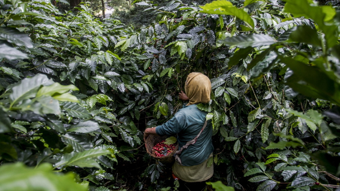 Το Ελ Σαλβαδόρ ποντάρει στον καφέ υψηλής ποιότητας 