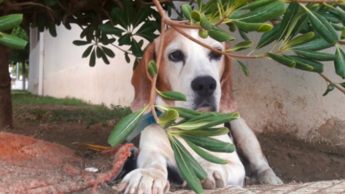 Όλα όσα πρέπει να γνωρίζετε για διακοπές με τον σκύλο σας