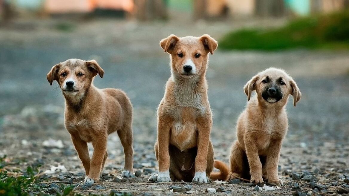 Κρήτη: Χειροπέδες σε 66χρονο που πουλούσε αδέσποτα