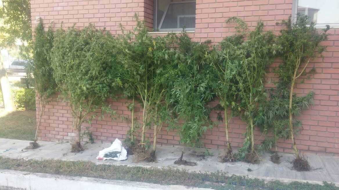 Θηριώδη χασισόδεντρα στην αυλή σπιτιού 52χρονου στο Κιλκίς