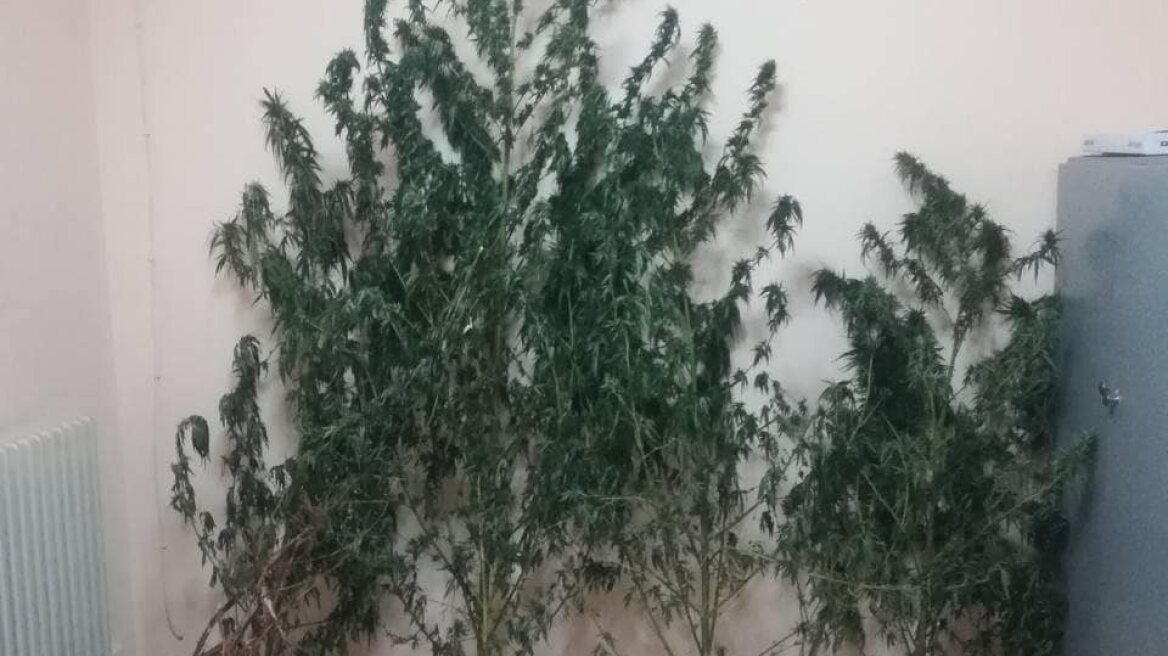 Στυλίδα: Έπιασαν επ' αυτοφώρω Αλβανό να καλλιεργεί χασισοφυτεία