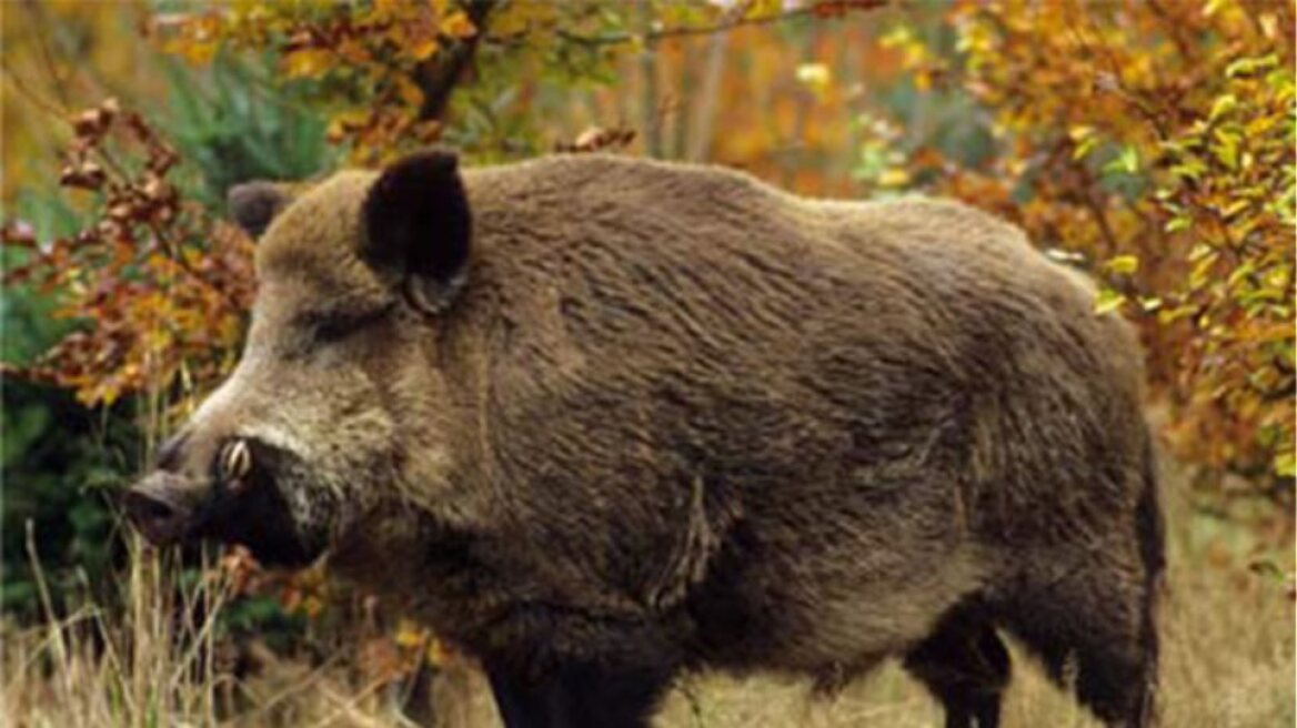 Κυνηγός τραυματίστηκε από επίθεση αγριογούρουνου στην Αμφιλοχία