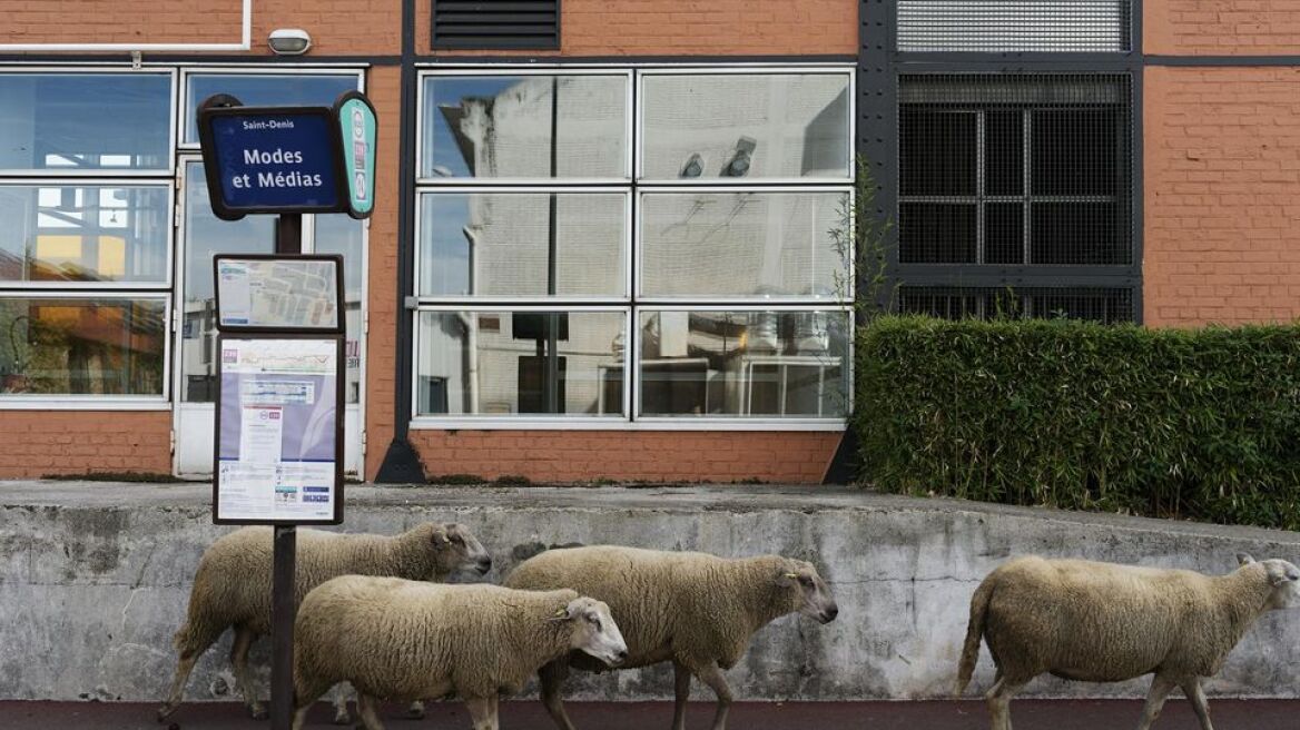 Τι δουλειά έχουν τα πρόβατα στο Παρίσι; 
