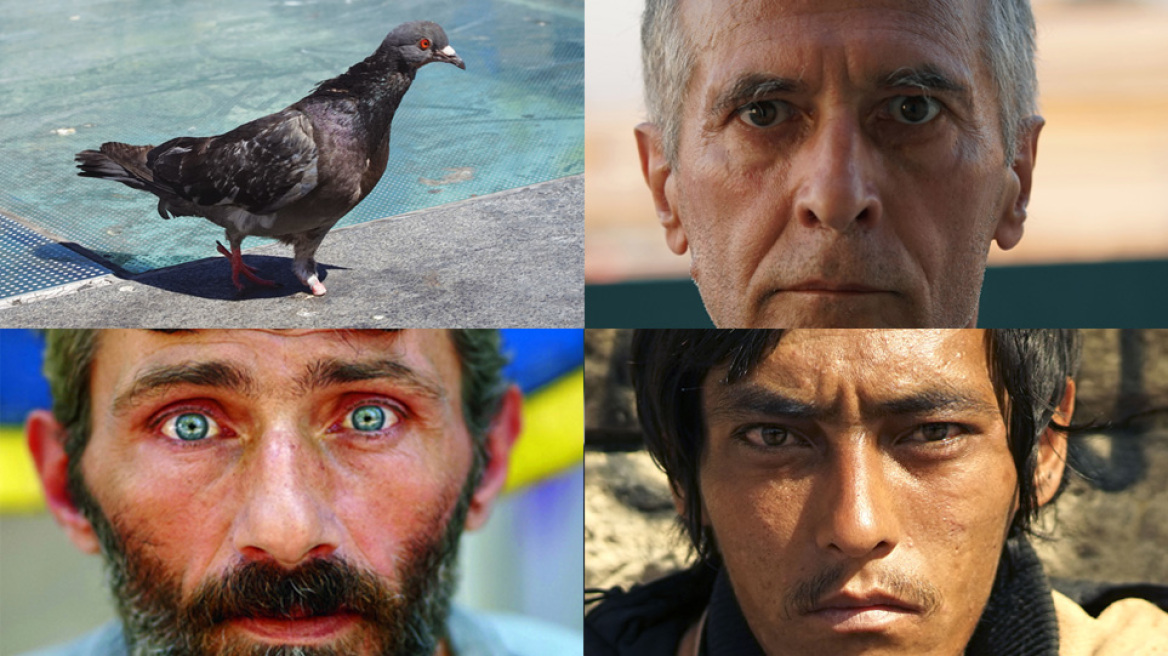 Στα «πετεινά» της πόλης