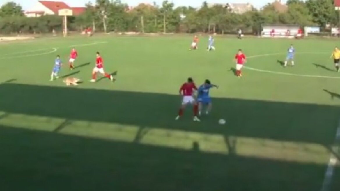 Απίστευτο: Σκύλος τραυμάτισε παίκτη εντός γηπέδου! (vid) 